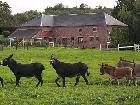 Les Mout'anes | Saint-Hilaire-sur-Helpe